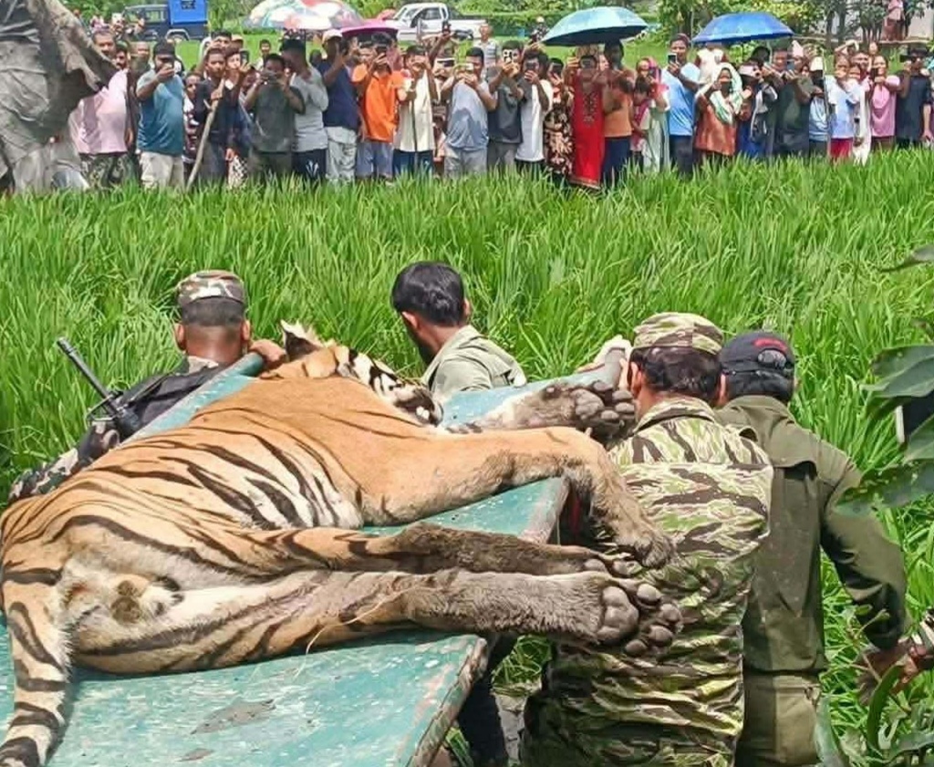 चितवनमा बस्तीमा पसेको बाघ नियन्त्रणमा
